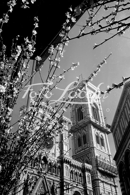 Veduta del Duomo tra rami in fiore